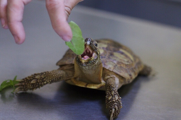 feeding your turtle