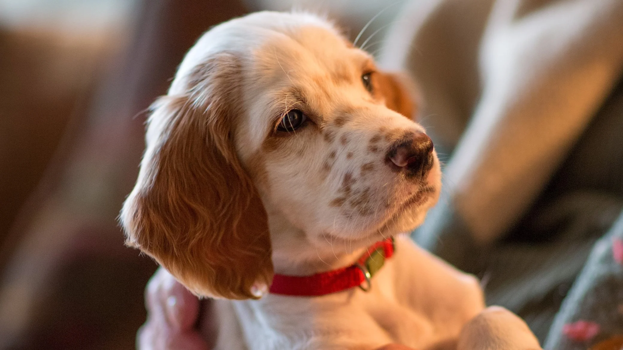 Know the Importance of Dogs to Humans