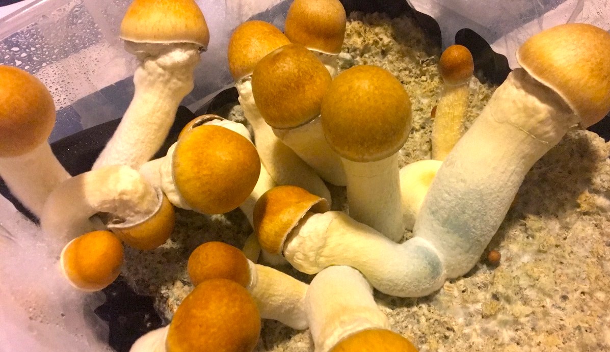 Beyond the Ordinary: Delving into the Mystical Powers of Penis Envy Shrooms