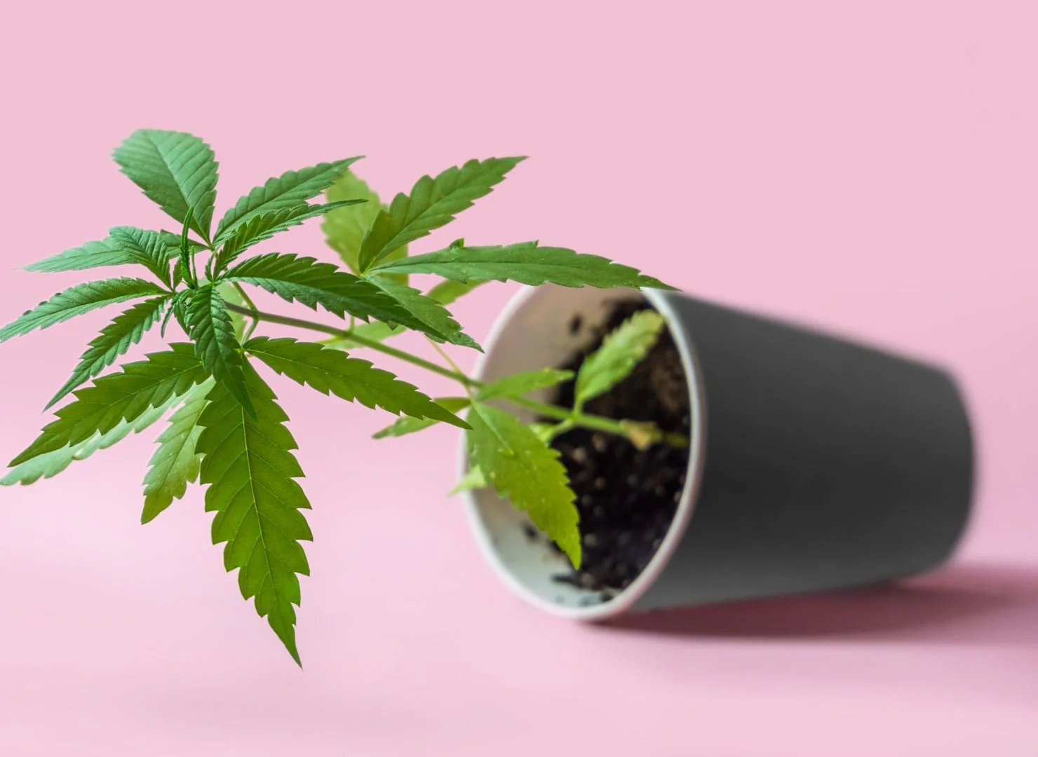 From Flower to Edibles: Five cannabis products derived from the best Sativa strains